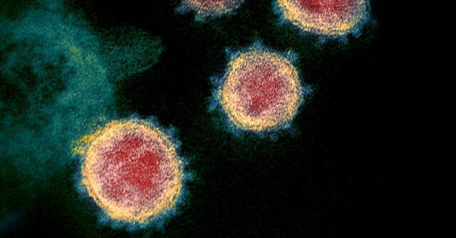 مراحلی که کروناویروس در حال رشد سلول‌های انسان را آلوده می‌کند؟
