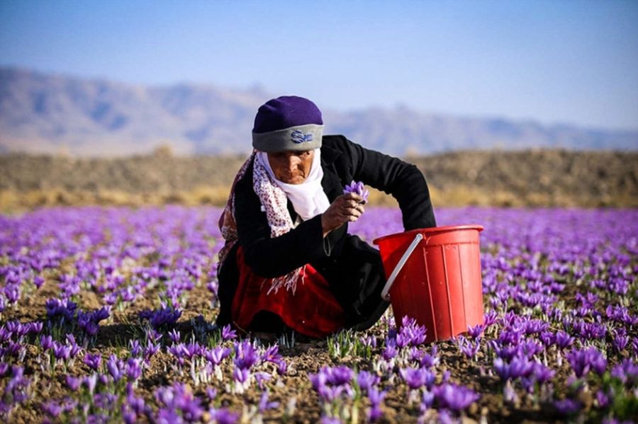 قاچاق زعفران ایرانی یا سوءاستفاده از برند اسپانیایی؟