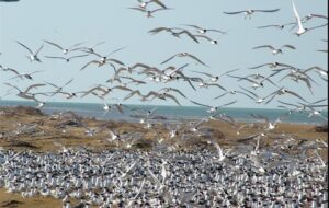 300 هزار پرنده به تالاب های آذربایجان مهاجرت کردند