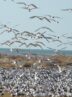 ۳۰۰ هزار پرنده به تالاب‌های آذربایجان مهاجرت کردند